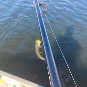 Meet your Posher, Denver